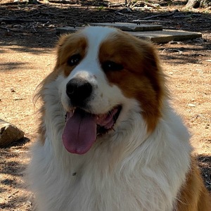 Team Page: Troop 262g